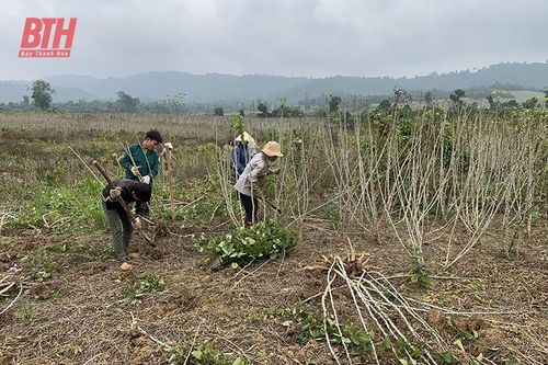 Liên kết trong sản xuất nông nghiệp ở Ngọc Lặc