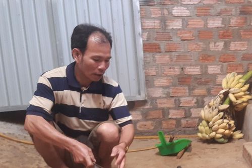 Làm giàu từ mô hình nuôi chồn hương