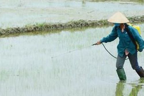 Phòng trừ sâu bệnh, dịch hại lúa từ đầu vụ