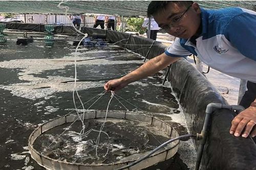 Thời tiết phức tạp bất lợi cho thủy sản nuôi