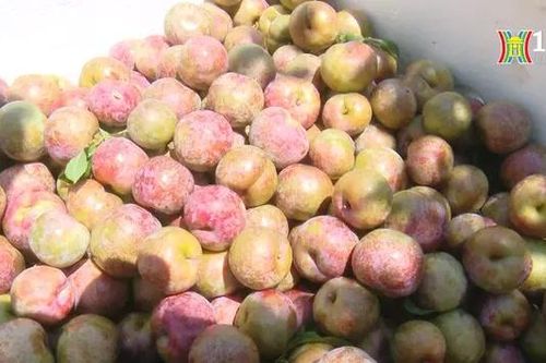 Mùa mận chín trên cao nguyên Mộc Châu | Trăm miền hội tụ | 24/05/2024