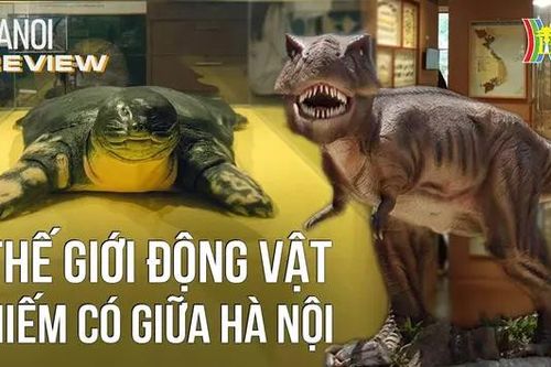 Thế giới động thực vật hiếm có giữa Hà Nội | HANOI Review | 25/05/2024