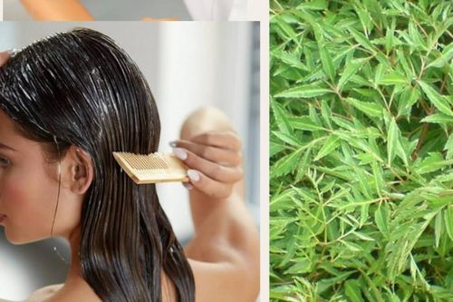 Cách làm tóc khỏe đẹp từ lá đinh lăng