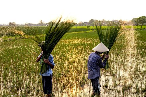 Đan cỏ thành tiền