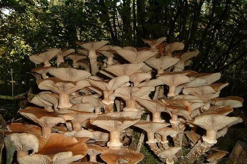 Không thể tin sinh vật lớn nhất hành tinh lại là một.. cây nấm!
