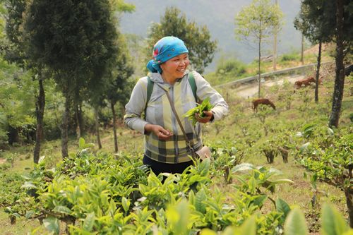 Huyện vùng cao Nghệ An xóa đói giảm nghèo nhờ cây chè Shan tuyết