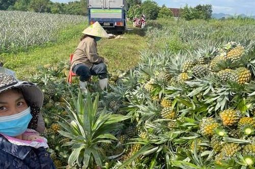 Được mùa dứa 'nữ hoàng', nông dân Nghệ An thu hàng trăm triệu đồng