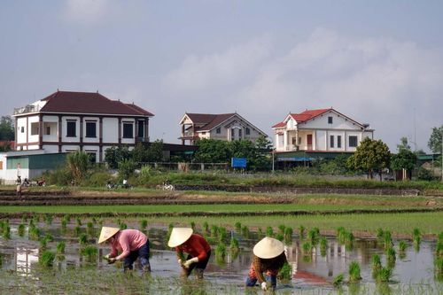 Nghệ An đẩy nhanh tiến độ sản xuất vụ hè thu