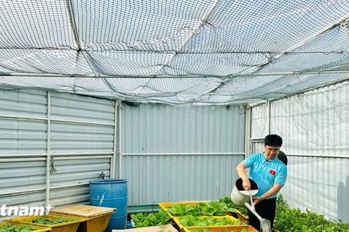 Ủng hộ 1,5 tỷ đồng để trồng 6 'vườn rau xanh chiến sỹ' đảo Trường Sa