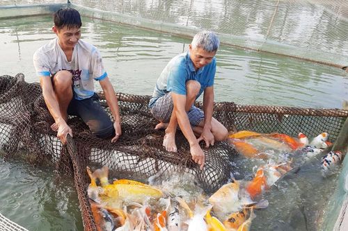Anh nông dân bỏ túi 1 tỷ đồng nhờ nuôi con vật thích nước 'hiền như đất'