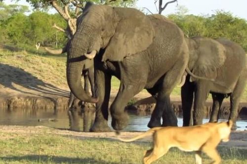 Clip: Không thèm nể mặt 'chúa tể rừng xanh', loài động vật to lớn đuổi sư tử phải chạy 'mất cả dép'