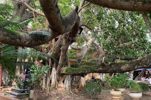 Ngỡ ngàng cây đa cổ thụ 13 gốc lớn nhất Việt Nam, tuổi đời trên 300 năm và cao 10m, được công nhận là cây di sản