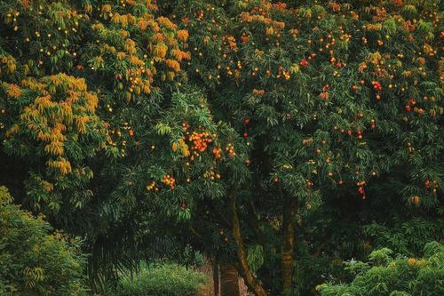 Đẹp như cổ tích mùa vải chín ở Thái Bình