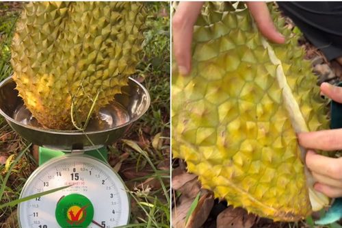 Cô gái bổ quả sầu riêng nặng hơn 5kg, dân tình ngỡ ngàng khi thấy bên trong