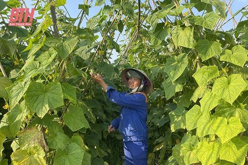Xây dựng vùng nguyên liệu gắn với liên kết chuỗi giá trị