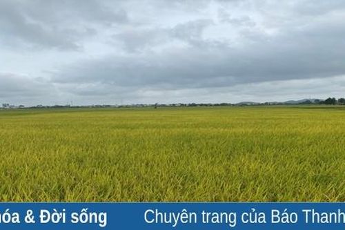 Mùa lúa tháng 5