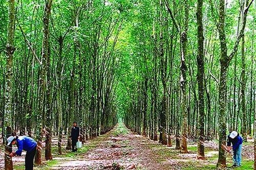 Đảm bảo tính hợp pháp của cao su nguyên liệu nhập khẩu