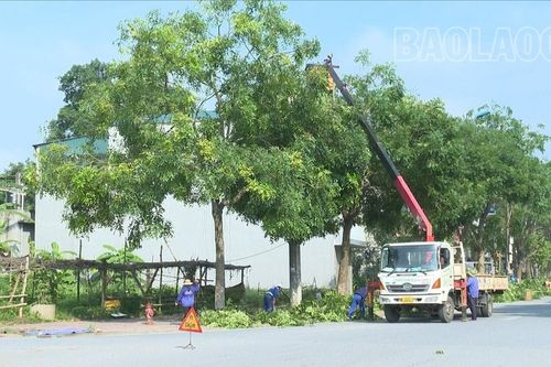 Chủ động cắt tỉa cây xanh, đảm bảo an toàn mùa mưa bão