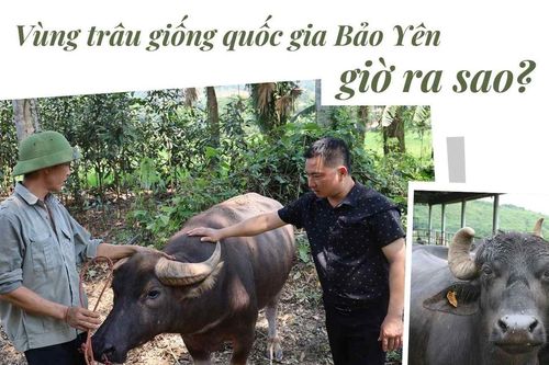 Vùng trâu giống quốc gia Bảo Yên giờ ra sao?