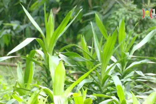 Phát triển cây dược liệu dưới tán rừng | Nông nghiệp đô thị | 26/05/2024