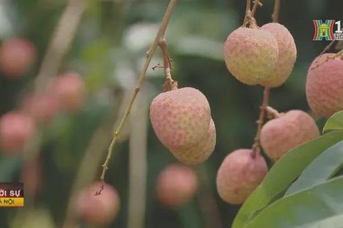 Vải thiều năm nay nguy cơ thất thu cả nghìn tỷ đồng