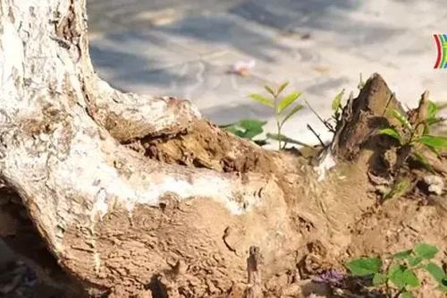 Vỉa hè làm xong nhưng cây xanh lại trồi rễ