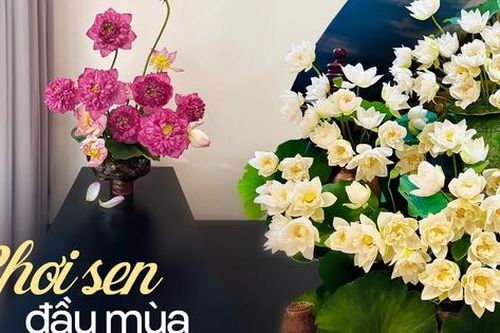 Chị em khoe bình sen đầu mùa: Người chơi sen vàng lạ mắt, người biến 150 bông hoa thành 'đầm sen' siêu đẹp trong nhà
