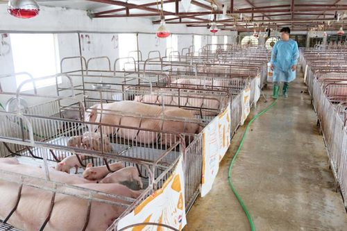 Hà Nội hỗ trợ xử lý chất thải cho gần 800 cơ sở chăn nuôi