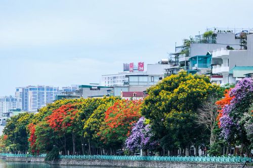 Hồ Tây rực rỡ sắc hoa mùa hạ