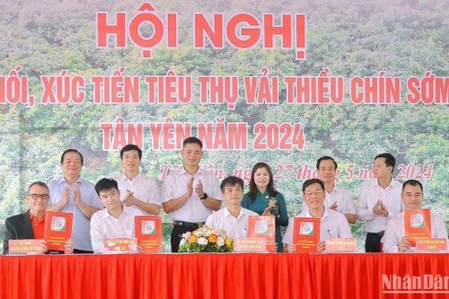 Central Retail tiêu thụ khoảng 300 tấn vải thiều chín sớm huyện Tân Yên