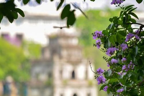 Sắc tím bằng lăng 'dệt áo mới' cho Hồ Gươm, Hà Nội