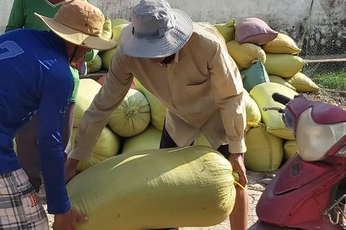 Cà Mau: Chỉ đạo xác minh thông tin thương lái mua lúa không trả tiền cho nông dân