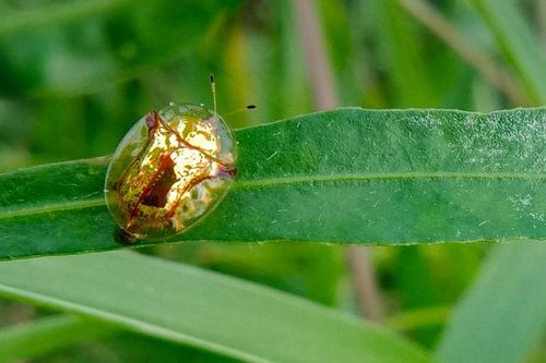 Top 10 loài côn trùng độc đáo, cơ thể trông như dát vàng