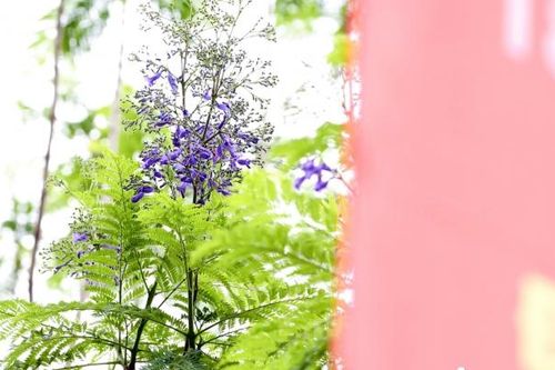 Lạ mắt với hoa phượng tím bung nở giữa trời Hà Nội