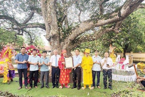 Trao bằng công nhận cây Di sản Việt Nam cho cây Muỗm hơn 350 năm tuổi ở Hà Nam