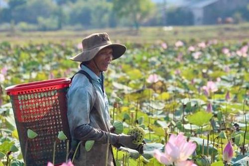 Nông dân Khánh Hòa đội nắng thu hoạch đài sen