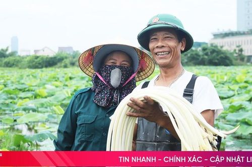 Nông dân TP Hà Tĩnh phấn khởi thu hoạch ngó sen
