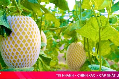 Dưa lưới nhà màng ở Thạch Hà phát triển mạnh nhờ chính sách tiếp sức