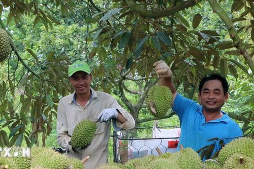 Bà Rịa-Vũng Tàu: Sầu riêng mất mùa, giá tăng, người nông dân vẫn có lãi