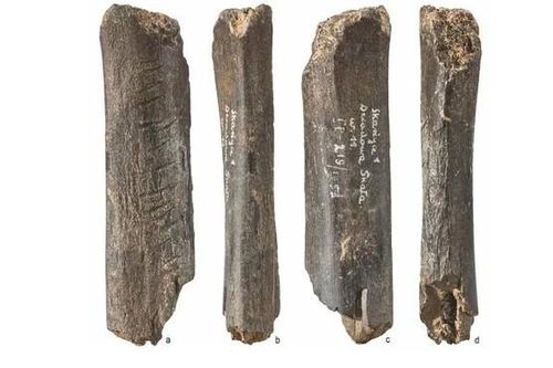 Sốc với tác phẩm nghệ thuật 130.000 năm của loài người khác
