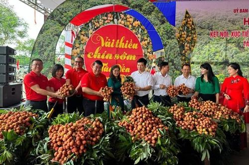 Central Retail dự kiến tiêu thụ 300 vải thiều chín sớm Bắc Giang