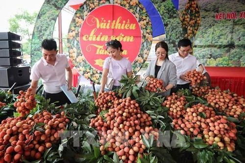 Bắc Giang tìm đối tác, kết nối tiêu thụ vải thiều chín sớm