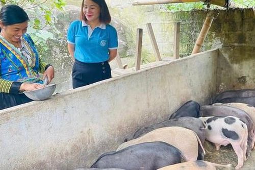 Phụ nữ người Mông vượt qua định kiến, phát triển kinh tế gia đình bằng những mô hình thiết thực