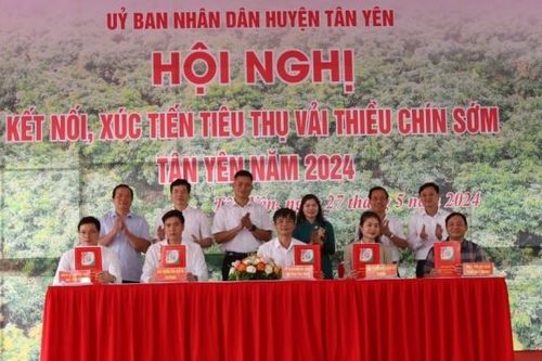 Bắc Giang: Xúc tiến tiêu thụ vải thiều chín sớm huyện Tân Yên