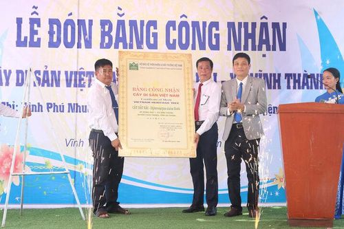 Cây đa sộp và cây dầu rái xã Vĩnh Thành được công nhận Cây di sản Việt Nam
