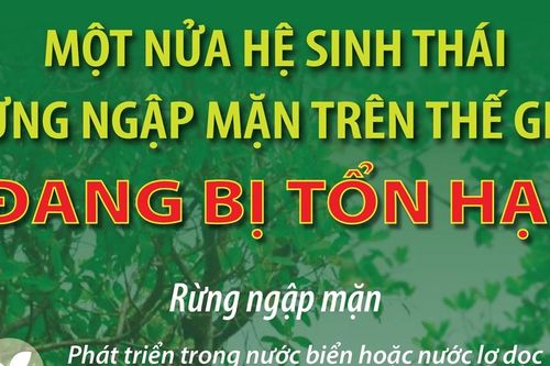 Infographic Một nửa hệ sinh thái rừng ngập mặn trên thế giới đang bị tổn hại