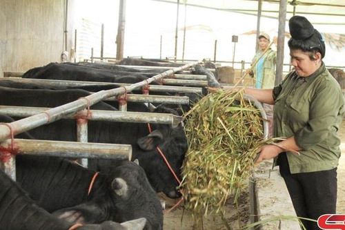 Hiệu quả các dự án hỗ trợ nông dân