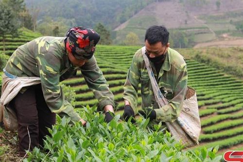Cây trồng chủ lực ở Mường É