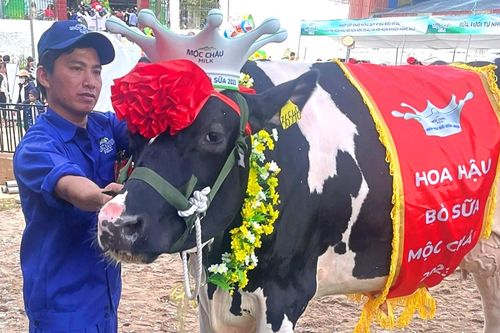 Cổ phiếu MCM của Mộc Châu Milk (MCM) được chấp thuận niêm yết trên HoSE
