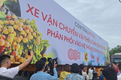 Vải thiều chín sớm Tân Yên (Bắc Giang) xuất hành vào hệ thống của Central Retail